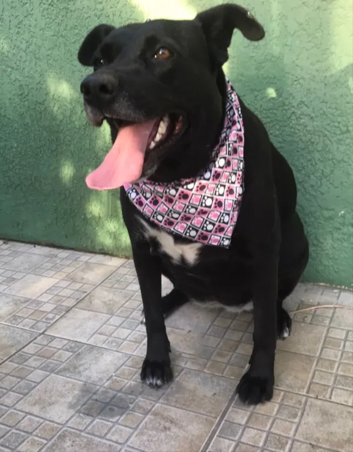 Cachorro ra a VIRA-LATA  idade  nome MAJU