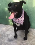 MAJU