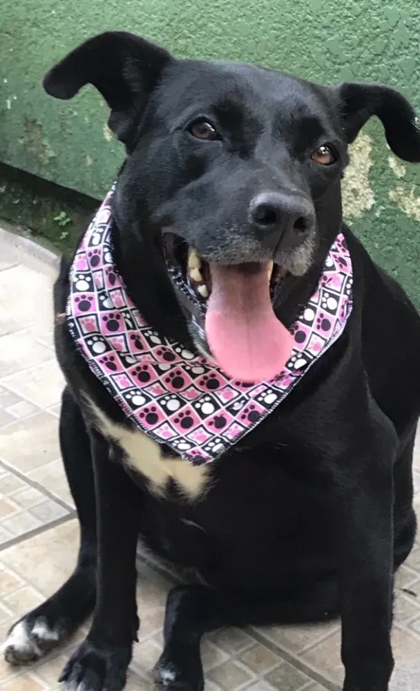 Cachorro ra a VIRA-LATA  idade  nome MAJU