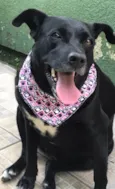 MAJU