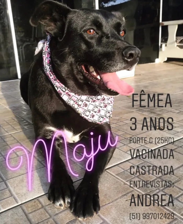 Cachorro ra a VIRA-LATA  idade  nome MAJU