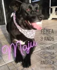 MAJU