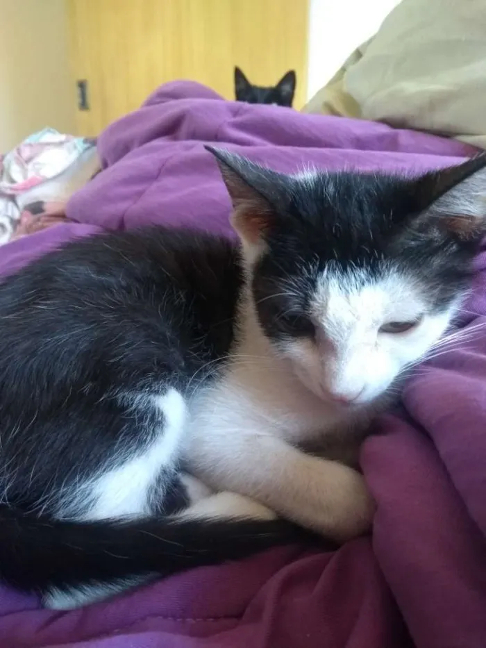 Gato ra a SRD idade 2 a 6 meses nome Jeni 