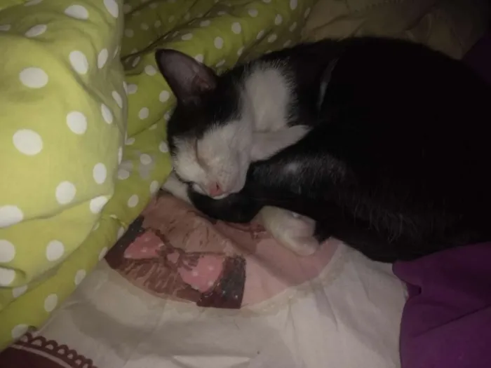 Gato ra a SRD idade 2 a 6 meses nome Jeni 