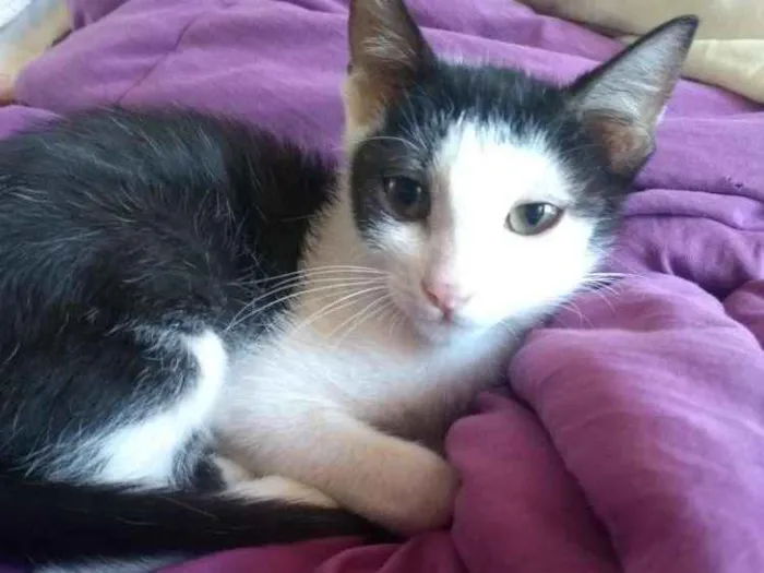 Gato ra a SRD idade 2 a 6 meses nome Jeni 