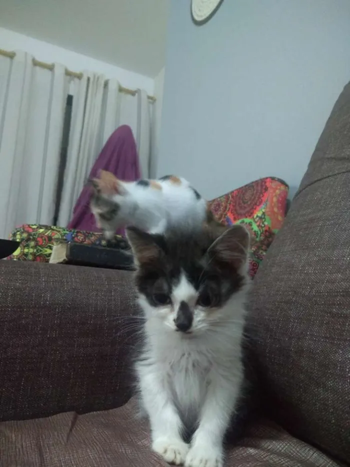 Gato ra a SRD idade 2 a 6 meses nome Santinha