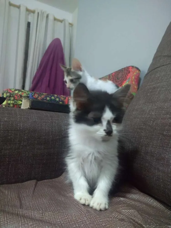 Gato ra a SRD idade 2 a 6 meses nome Santinha