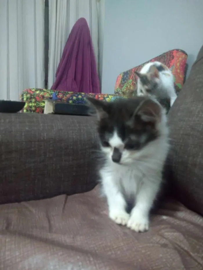 Gato ra a SRD idade 2 a 6 meses nome Santinha