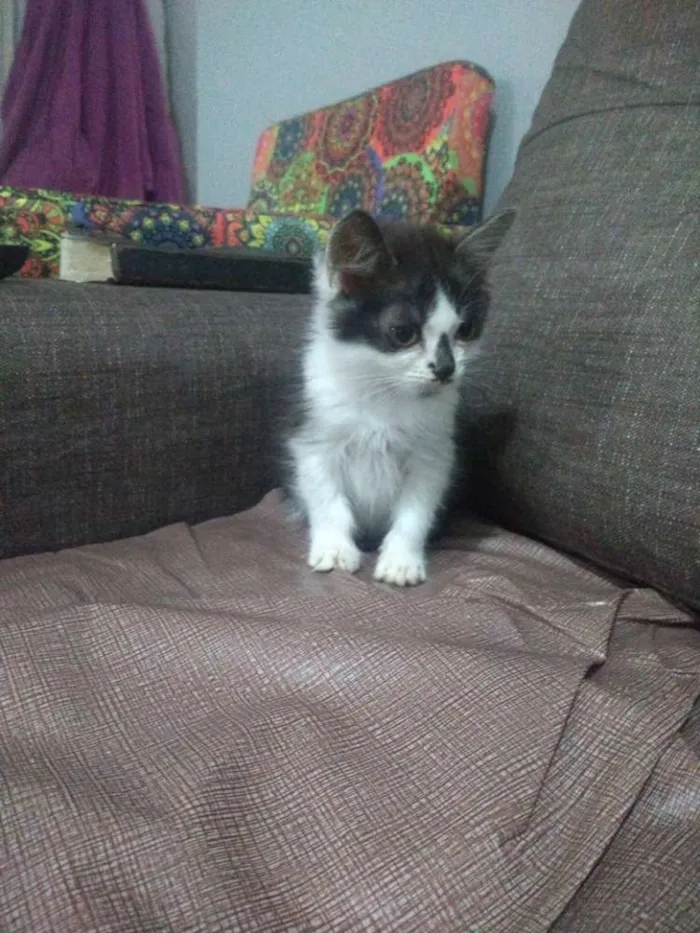 Gato ra a SRD idade 2 a 6 meses nome Santinha