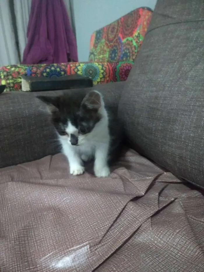 Gato ra a SRD idade 2 a 6 meses nome Santinha