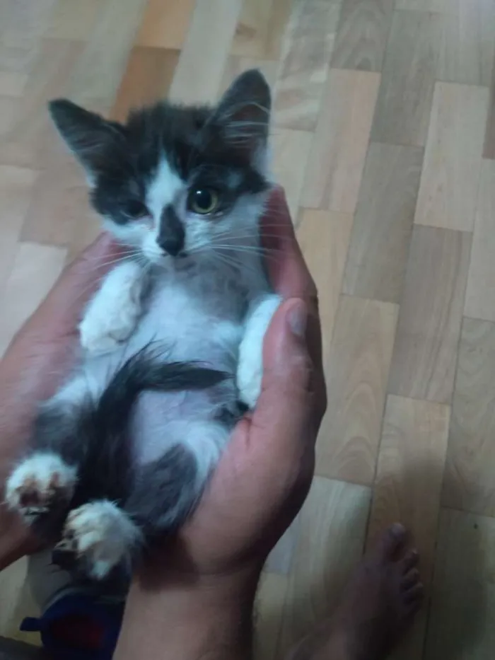 Gato ra a SRD idade 2 a 6 meses nome Santinha