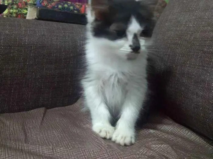 Gato ra a SRD idade 2 a 6 meses nome Santinha