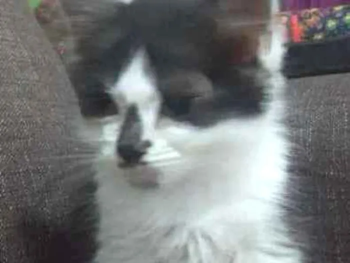 Gato ra a SRD idade 2 a 6 meses nome Santinha