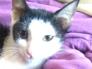 Gato raça SRD idade 2 a 6 meses nome Jeni 