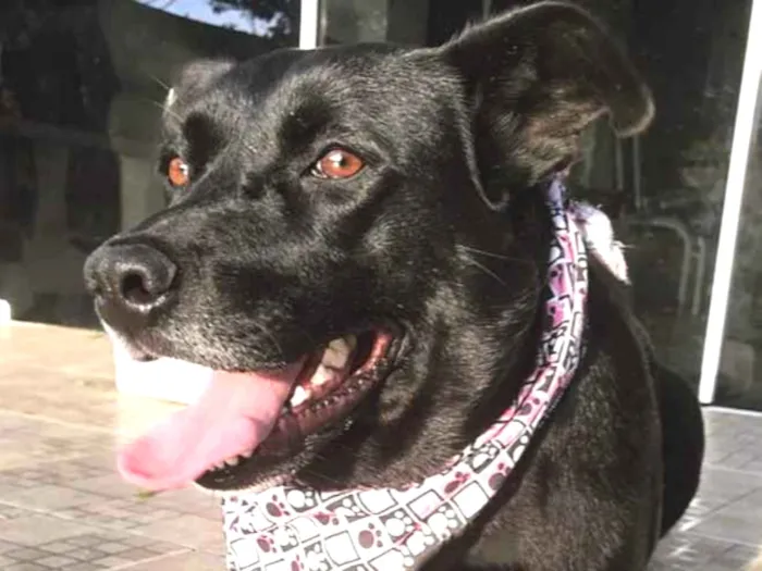 Cachorro ra a VIRA-LATA  idade  nome MAJU