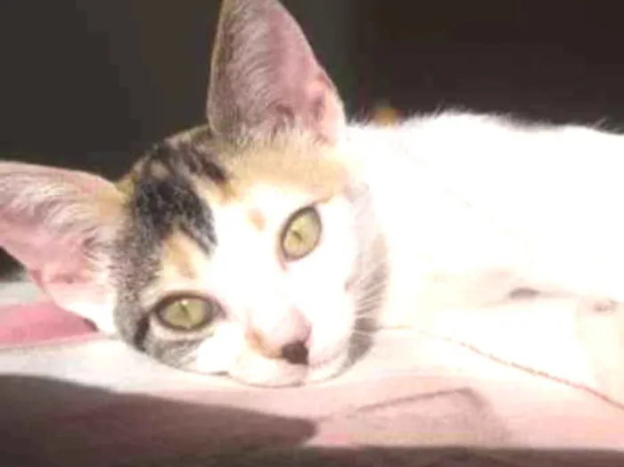 Gato ra a SRD idade 2 a 6 meses nome Flor