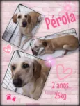 Perola
