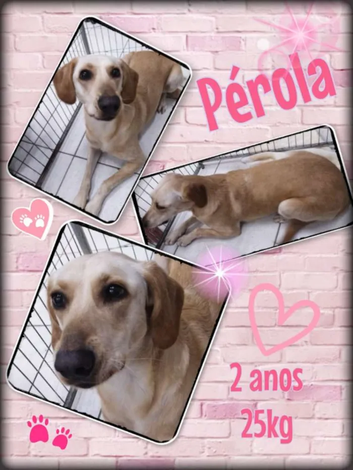Cachorro ra a Labrador mix idade 2 anos nome Perola