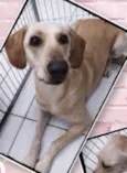 Perola