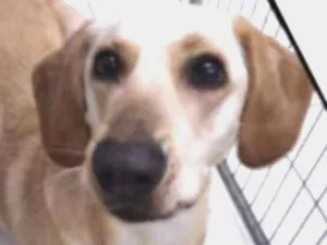 Cachorro raça Labrador mix idade 2 anos nome Perola