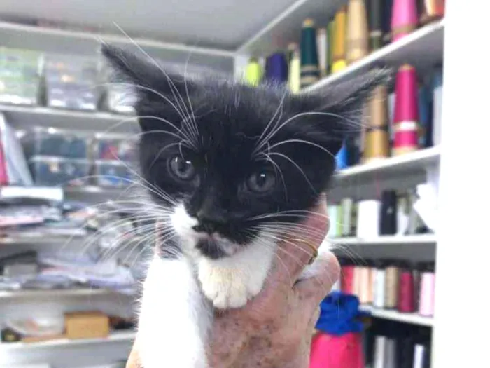Gato ra a SRD idade Abaixo de 2 meses nome Frajolas sem rabo