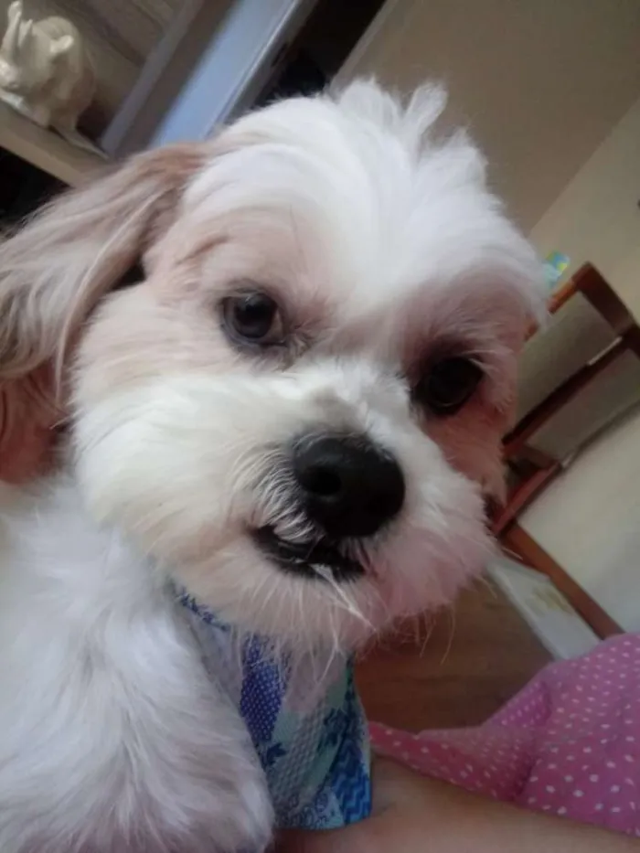 Cachorro ra a Lhasa idade 5 anos nome Woody