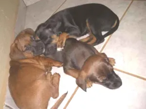 Cachorro raça SRD idade Abaixo de 2 meses nome Lindos filhotes