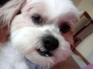 Cachorro raça Lhasa idade 5 anos nome Woody