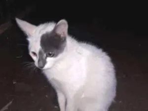 Gato raça SRD idade 2 a 6 meses nome Pitoco