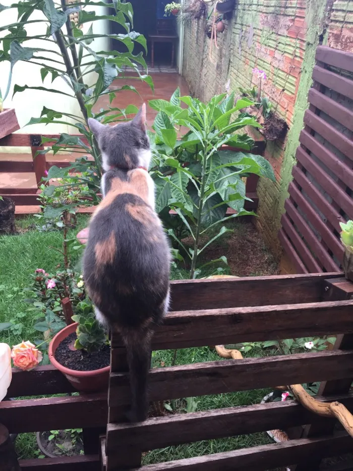 Gato ra a Vira lata idade 1 ano nome Luna