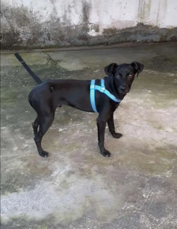 Cachorro ra a Vira lata idade 1 ano nome Duque