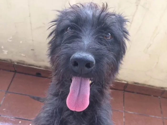 Cachorro raça Sem raça definida  idade 3 anos nome Princesa