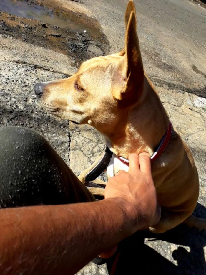 Cachorro ra a Pitbull mestiço  idade 7 a 11 meses nome Luna