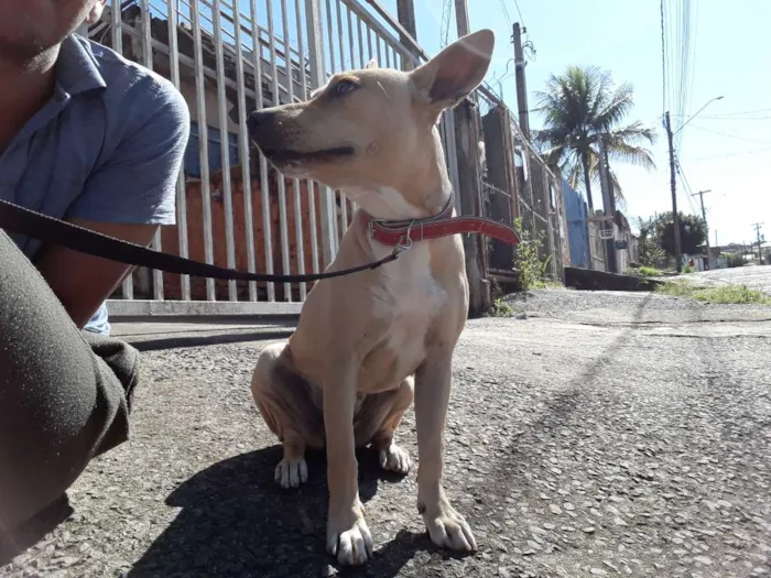 Cachorro ra a Pitbull mestiço  idade 7 a 11 meses nome Luna