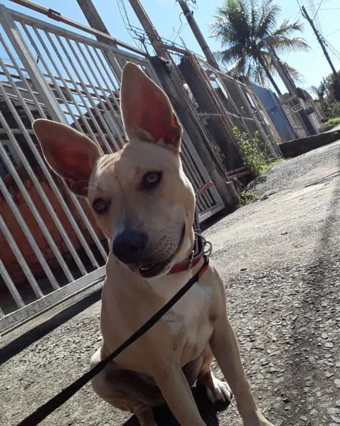 Cachorro ra a Pitbull mestiço  idade 7 a 11 meses nome Luna