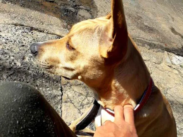 Cachorro ra a Pitbull mestiço  idade 7 a 11 meses nome Luna