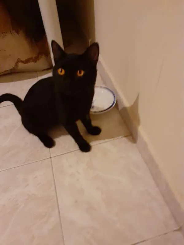 Gato ra a Viralata idade 7 a 11 meses nome Pretinho
