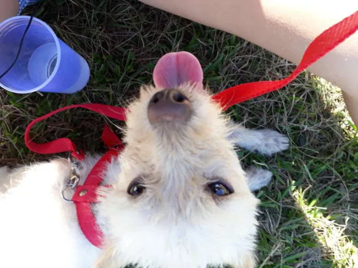 Cachorro ra a Pudle idade 1 ano nome Mel