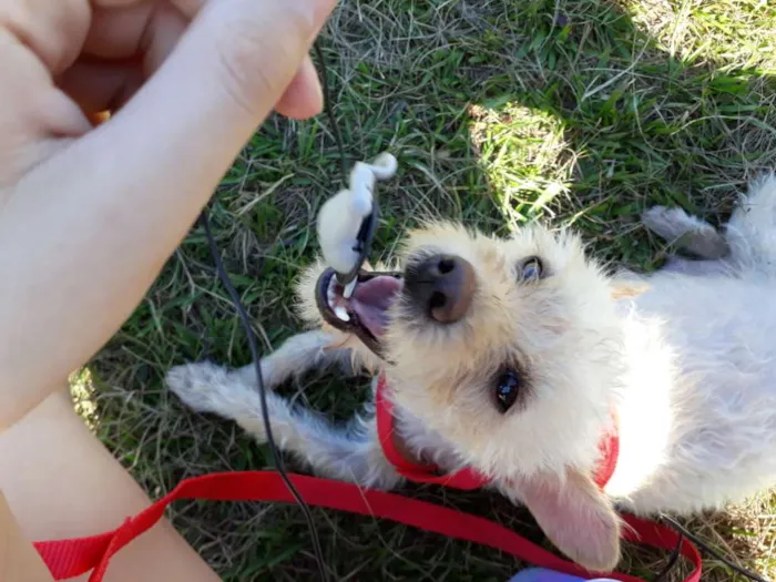 Cachorro ra a Pudle idade 1 ano nome Mel