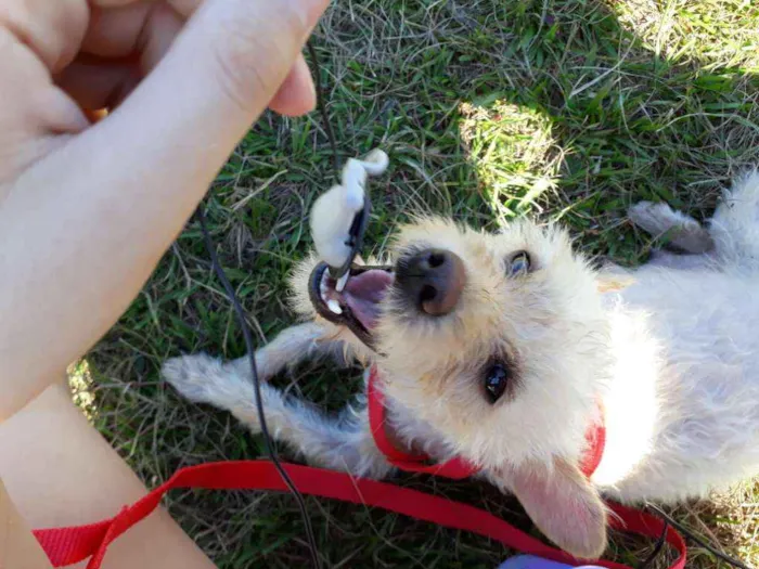Cachorro ra a Pudle idade 1 ano nome Mel