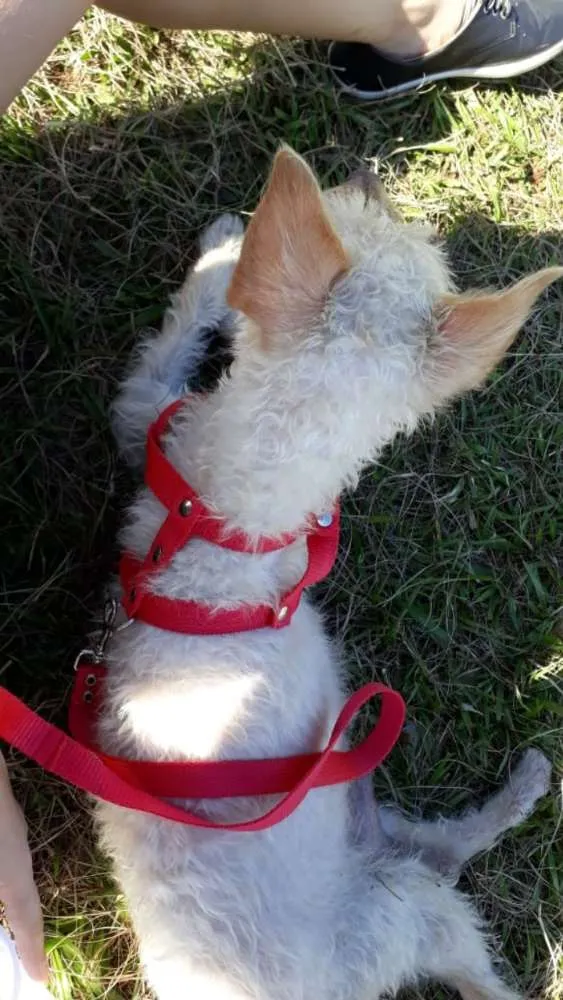 Cachorro ra a Pudle idade 1 ano nome Mel