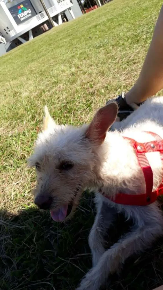 Cachorro ra a Pudle idade 1 ano nome Mel