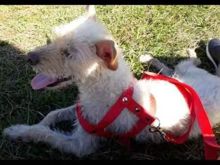 Cachorro ra a Pudle idade 1 ano nome Mel