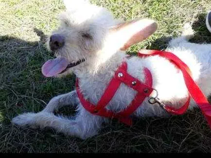 Cachorro ra a Pudle idade 1 ano nome Mel