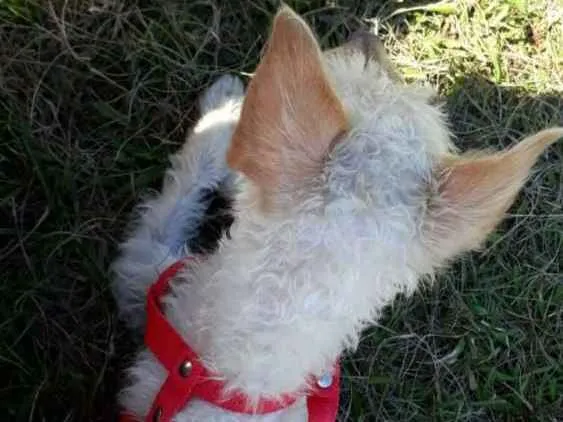 Cachorro ra a Pudle idade 1 ano nome Mel