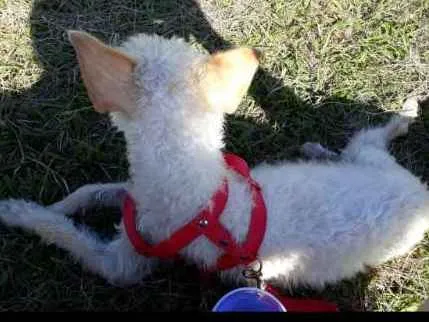 Cachorro ra a Pudle idade 1 ano nome Mel