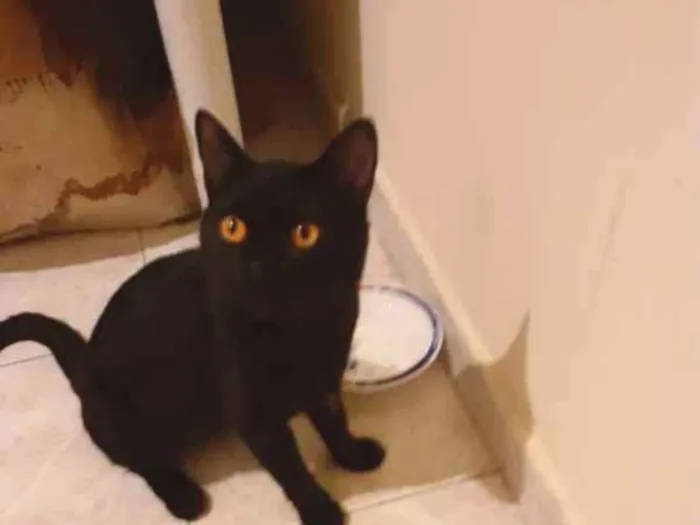 Gato ra a Viralata idade 7 a 11 meses nome Pretinho