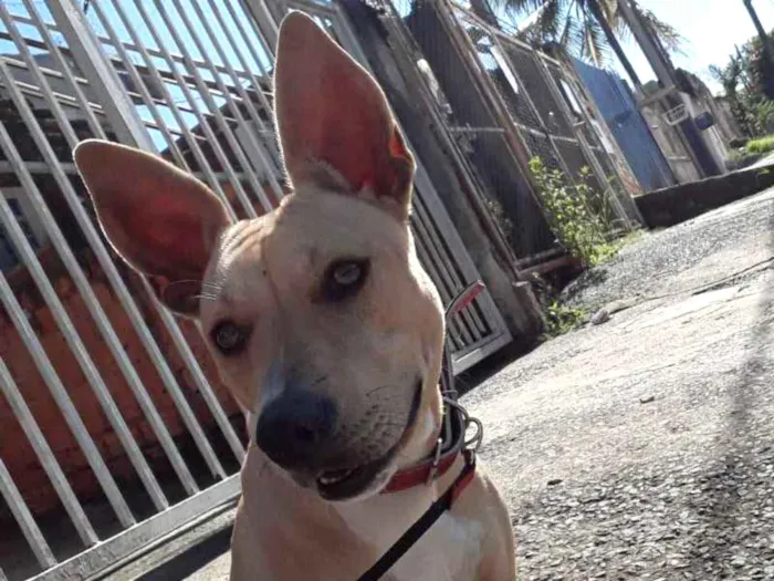 Cachorro ra a Pitbull mestiço  idade 7 a 11 meses nome Luna