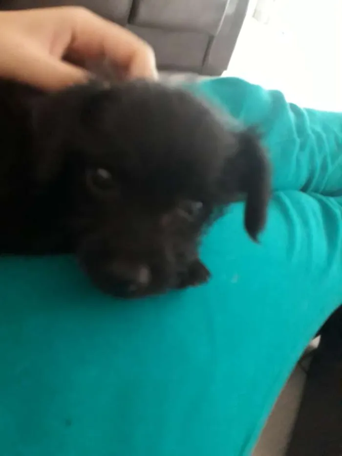 Cachorro ra a Mistura de pudle com vira lata idade 2 a 6 meses nome VC escolhe