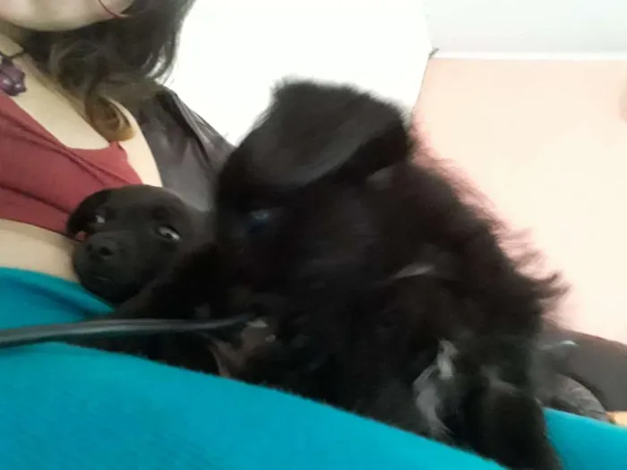 Cachorro ra a Mistura de pudle com vira lata idade 2 a 6 meses nome VC escolhe